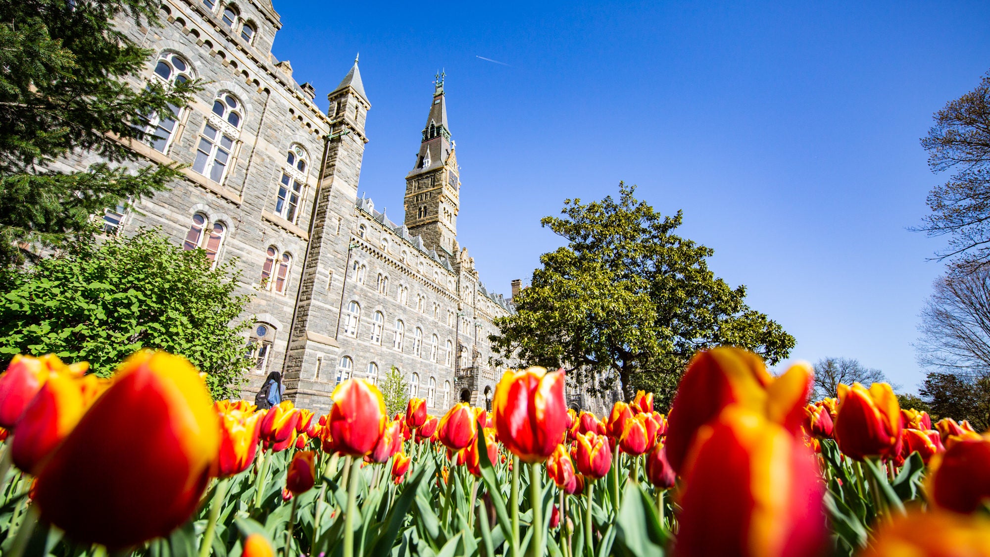 Red and yellow tulips are growing in front of Healy Hall.