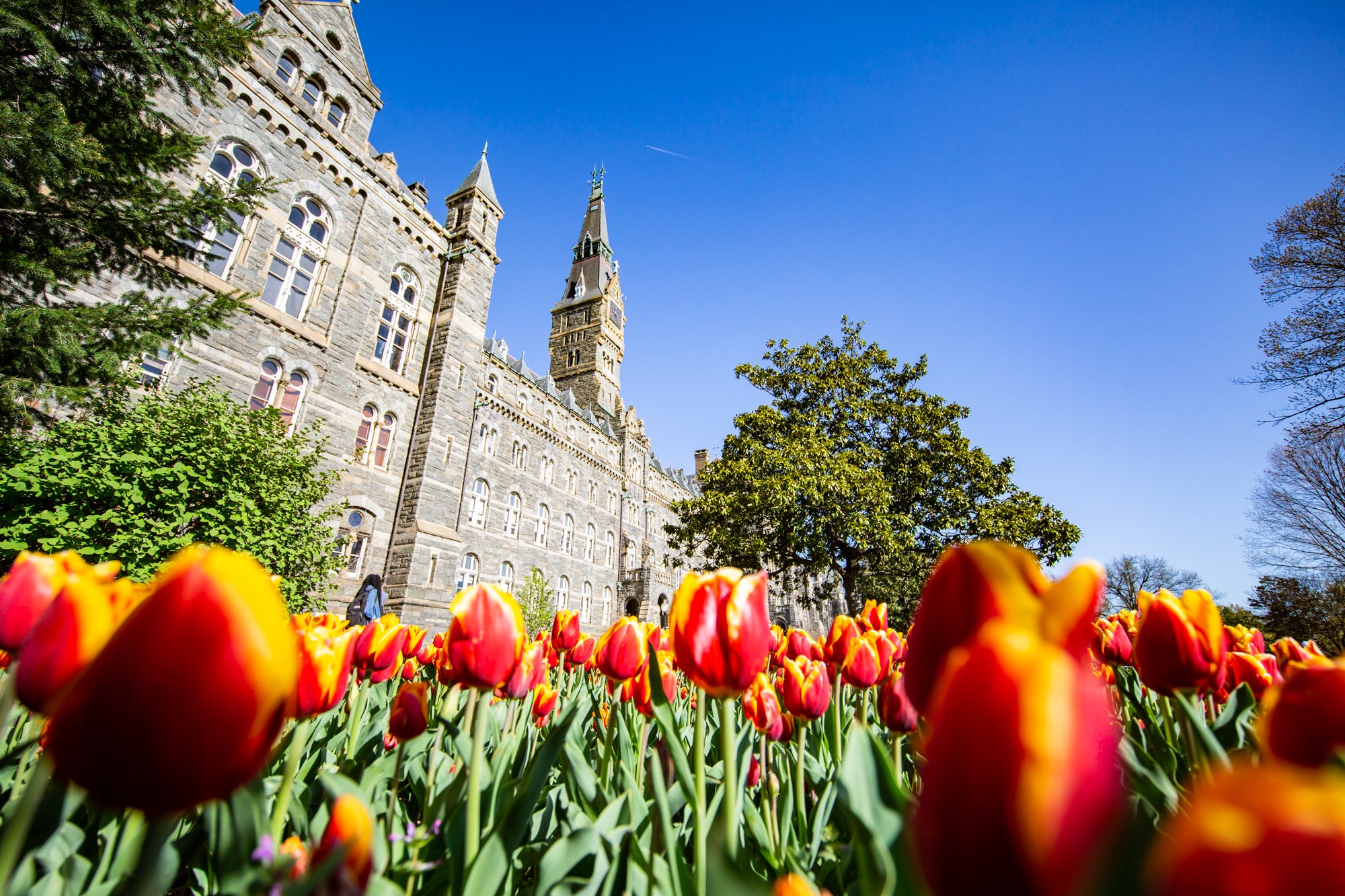 Red and yellow tulips are growing in front of Healy Hall.