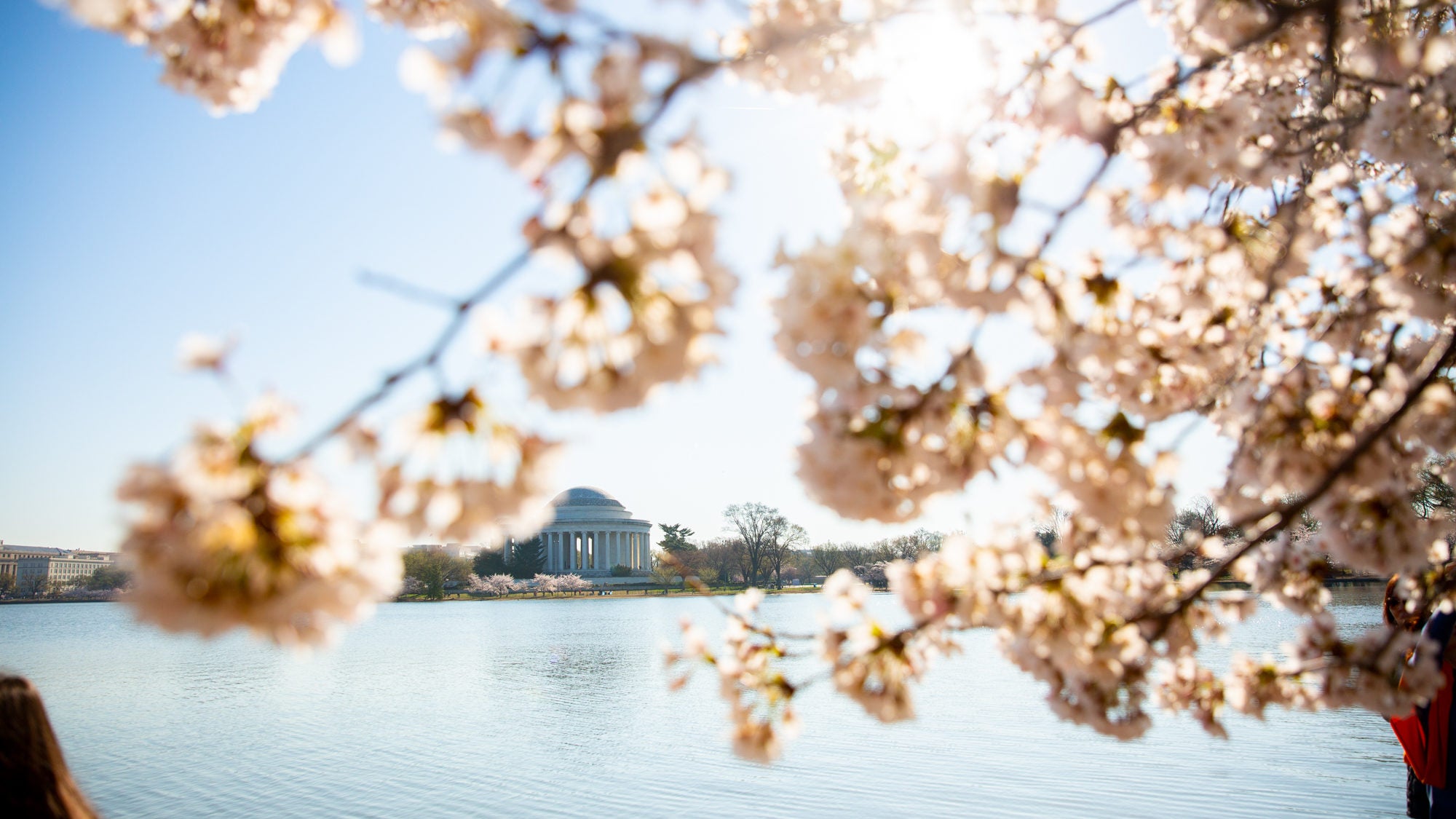 Cherry blossoms hang in the frame of the photo of the Tidal Basin.