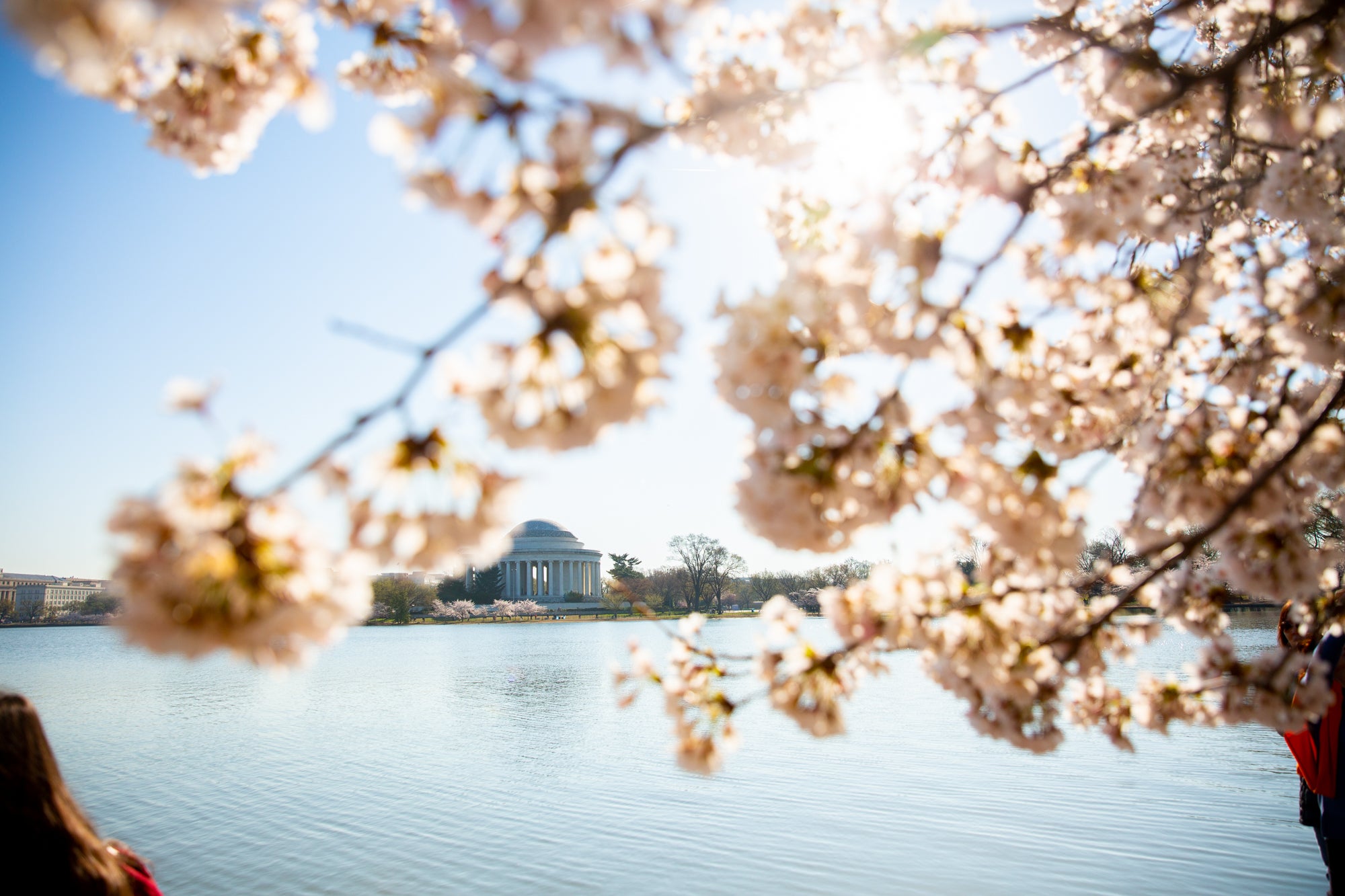 Cherry blossoms hang in the frame of the photo of the Tidal Basin.