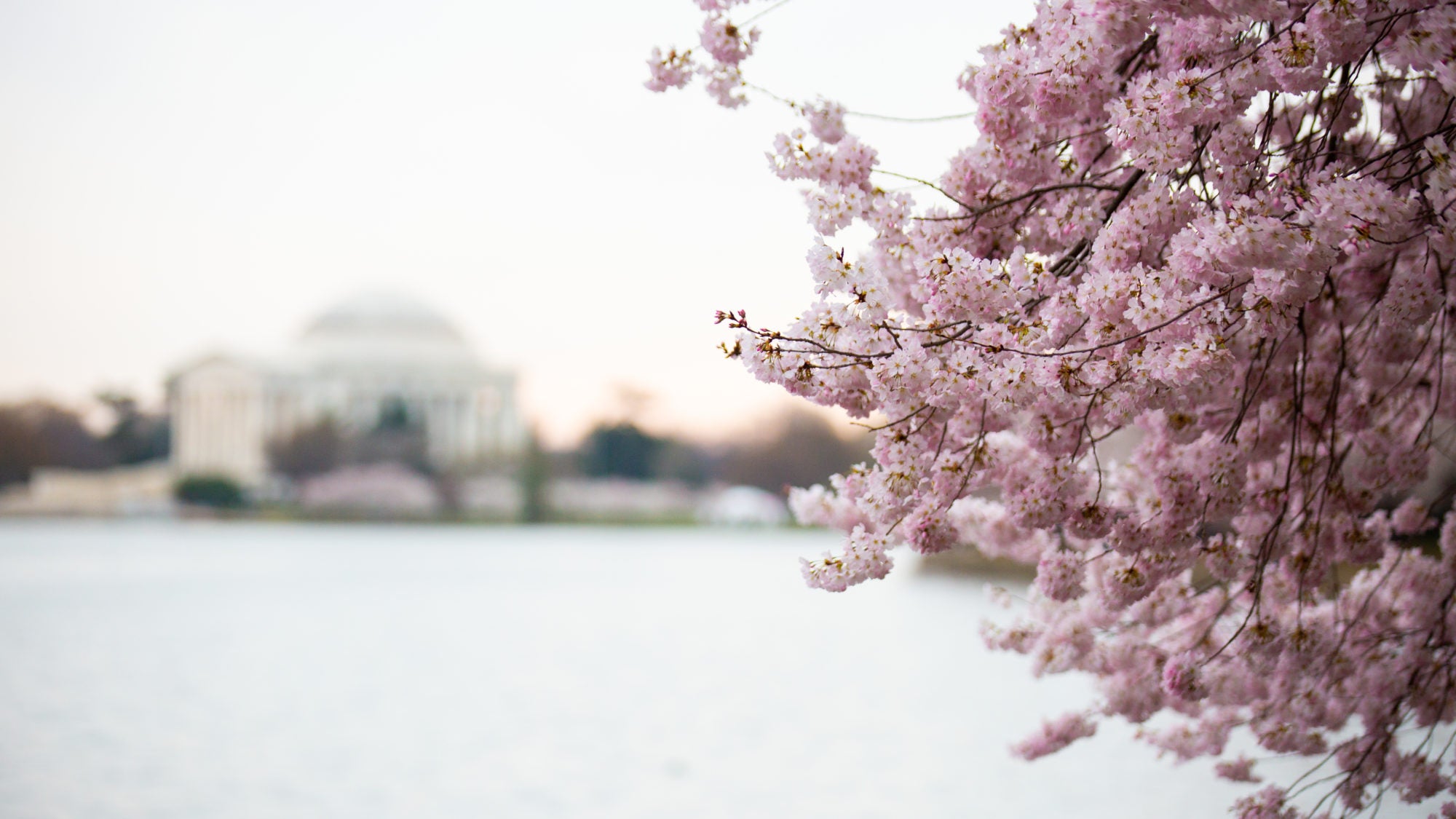 Photo shows cherry blossoms to the right of the frame, and the Jefferson Memorial to the left.