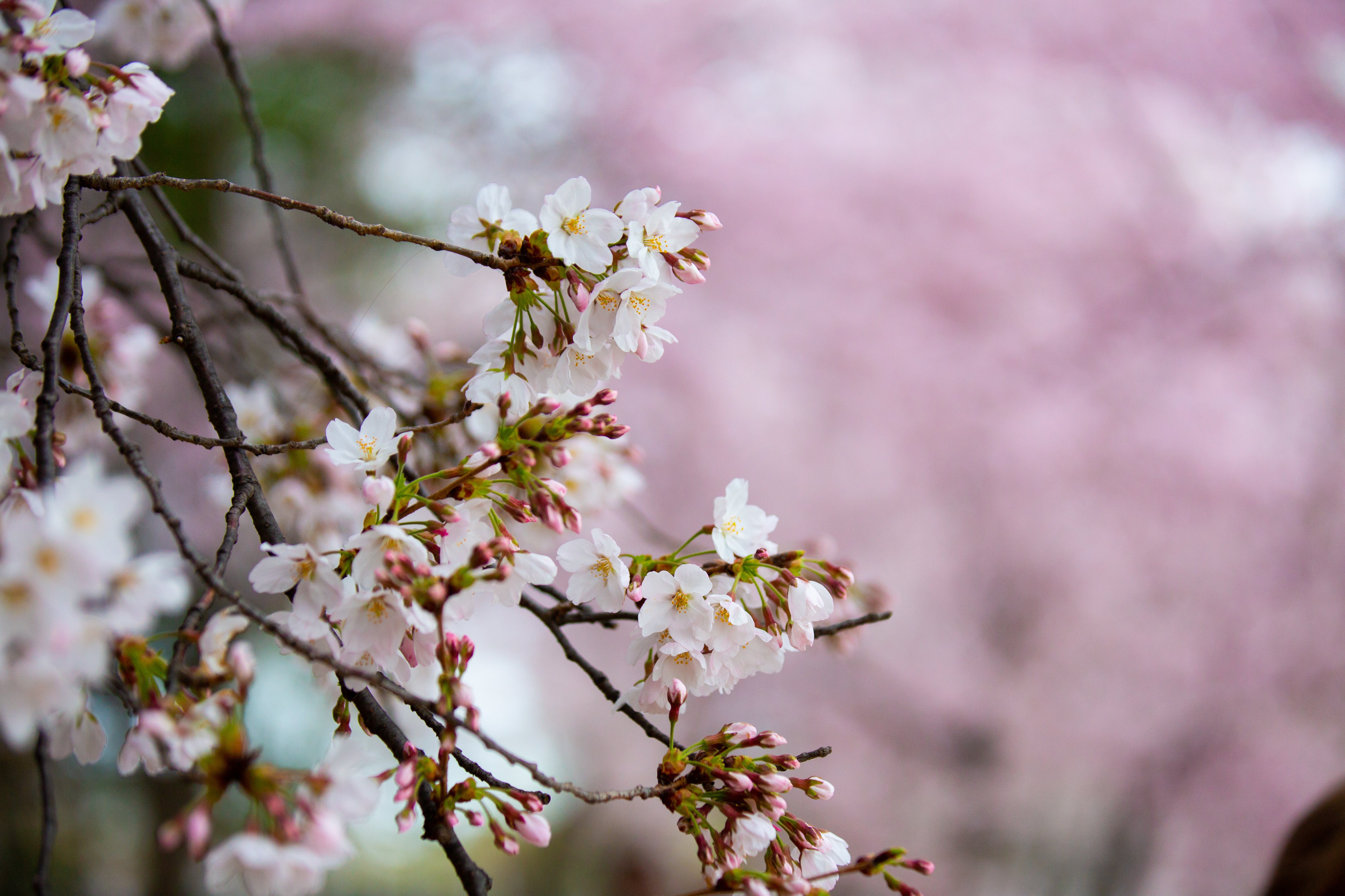 Photo displays pink cherry blossoms on a tree branch.