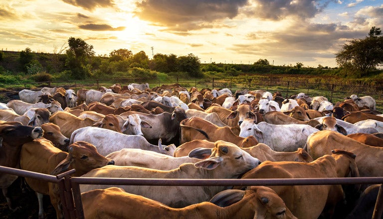 A herd of cattle in a field surrounded by fencing.