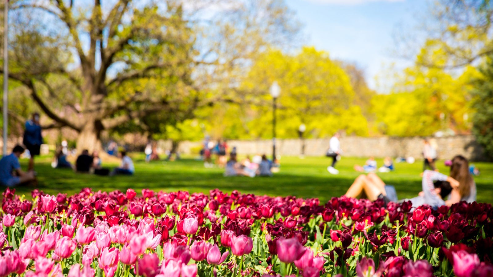 Scenic view of campus with flowers.