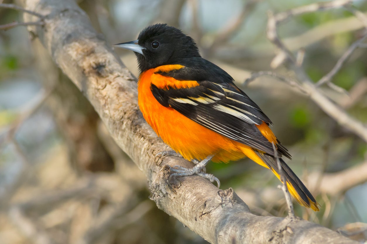 Baltimore Oriole on a tree branch