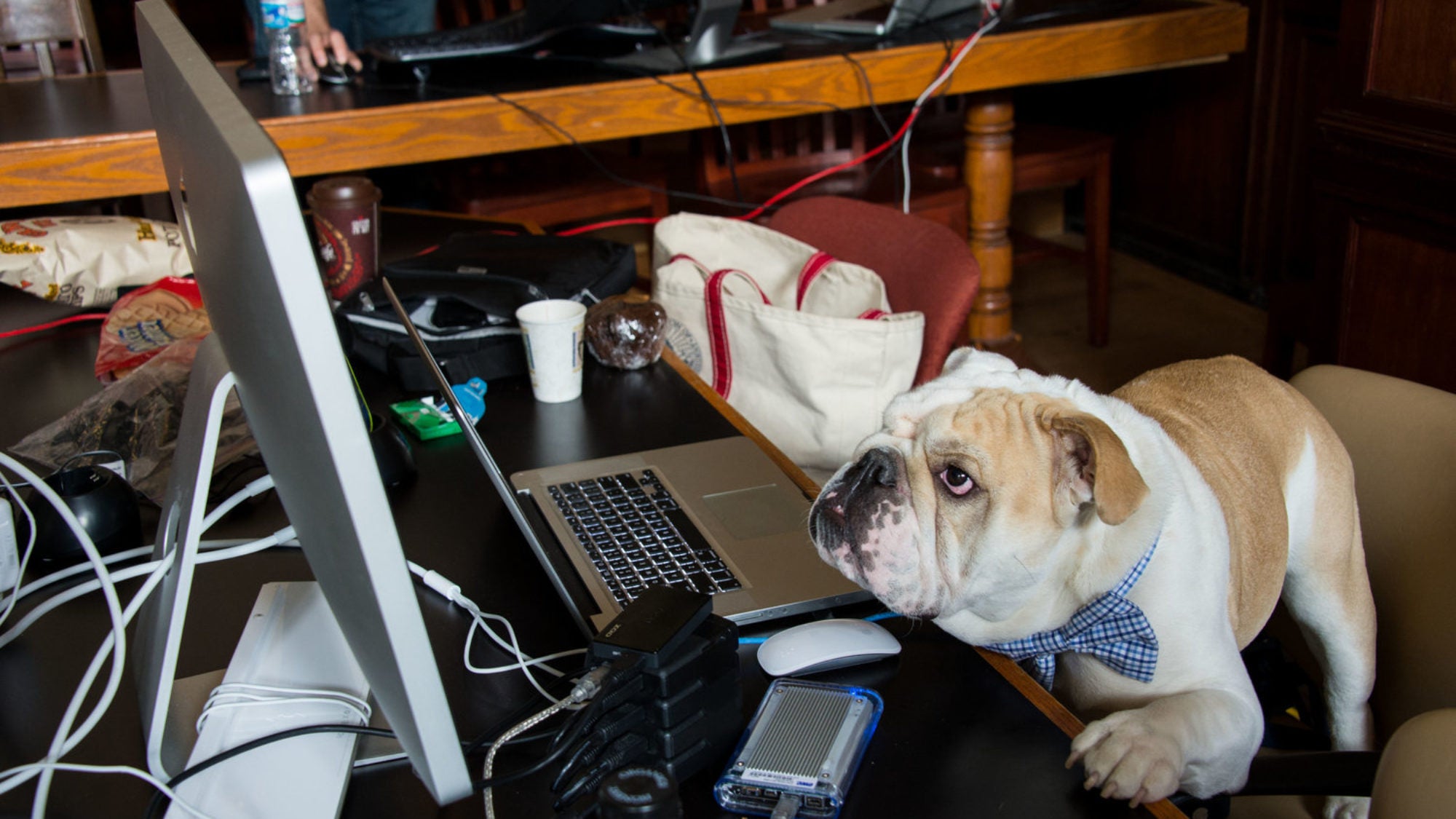 Jack the bulldog looks at a computer