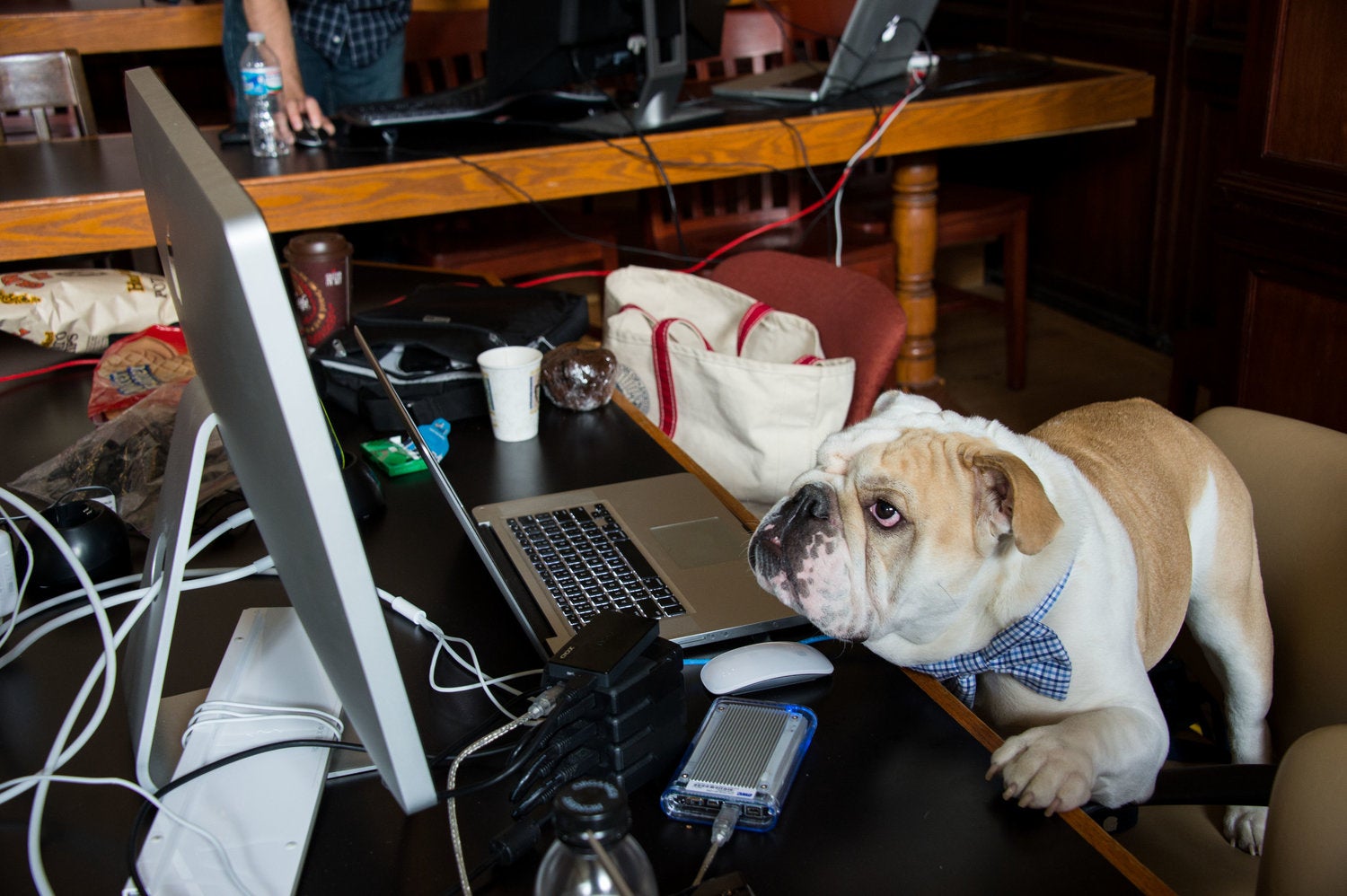 Jack the bulldog looks at a computer