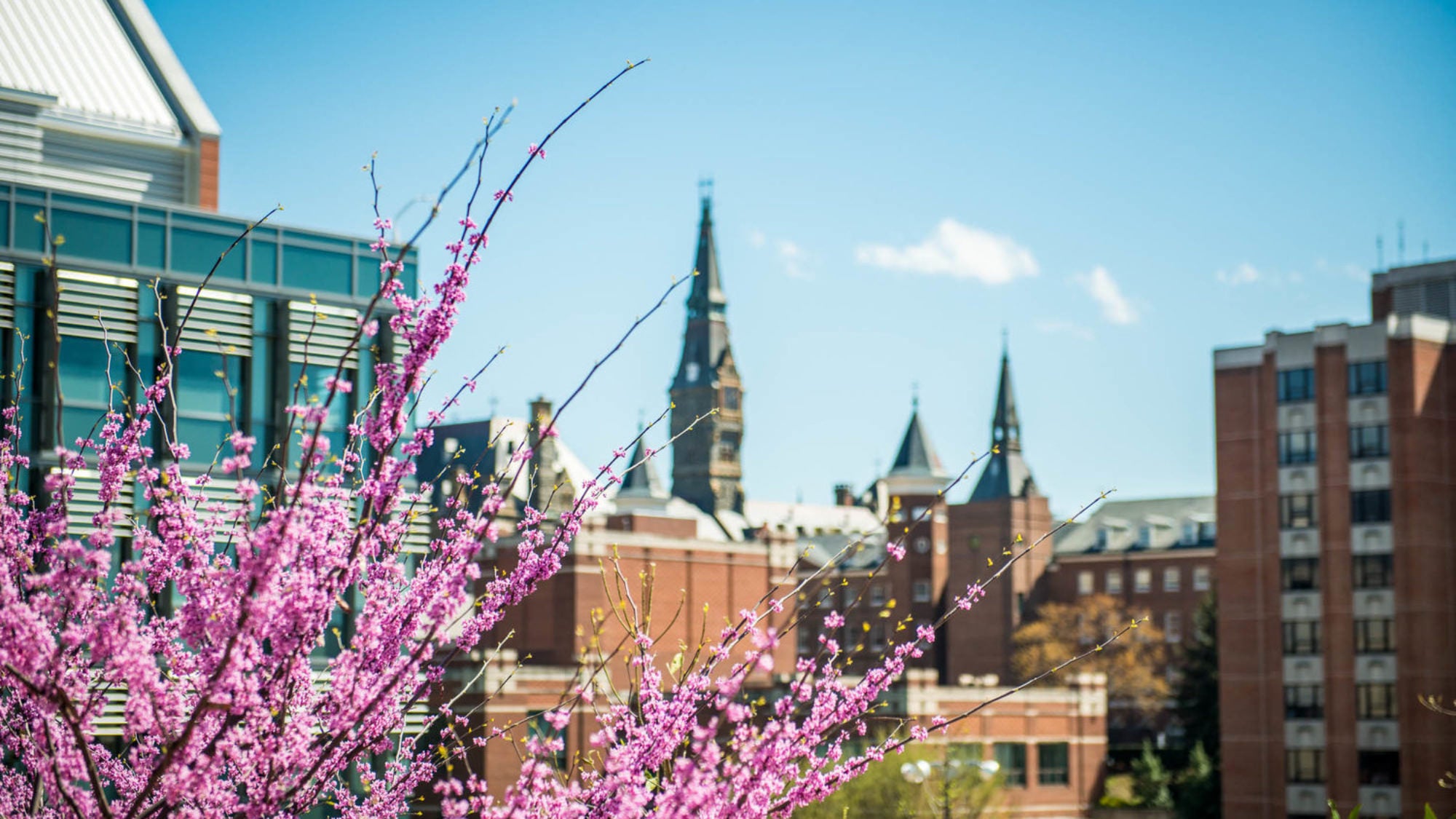 Healy tower rises above a cherry tree