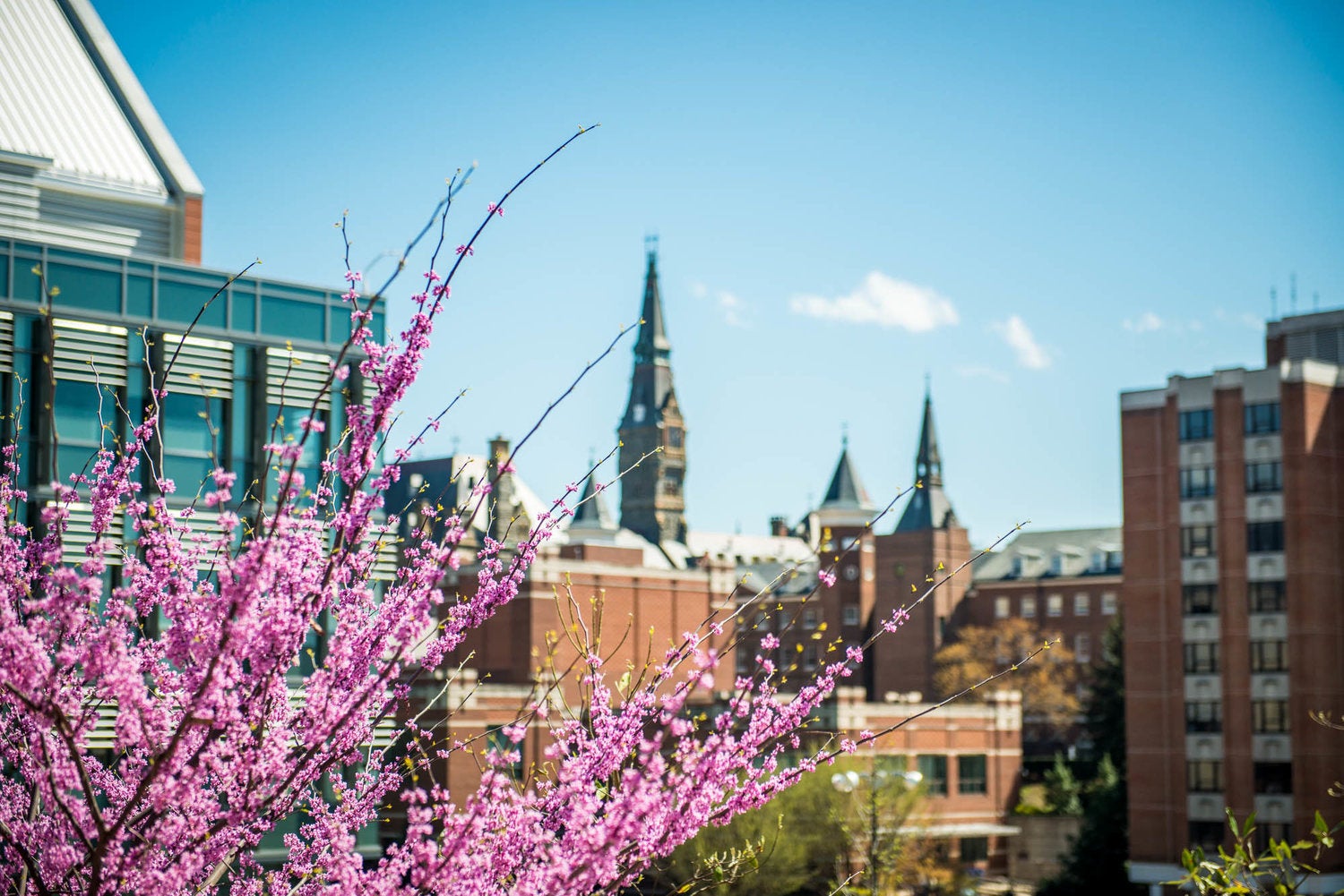 Healy tower rises above a cherry tree