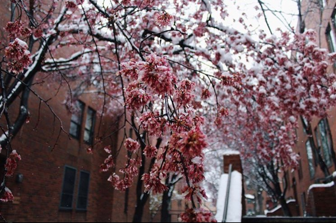 Cherry blossoms bloom on campus