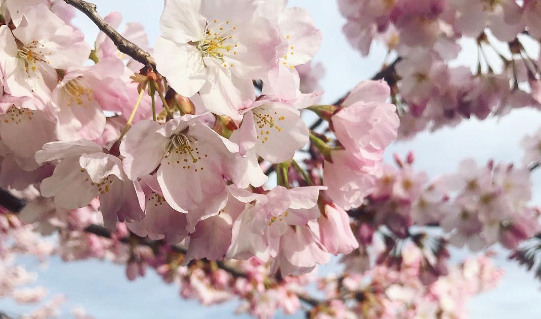 Cherry blossoms bloom on campus