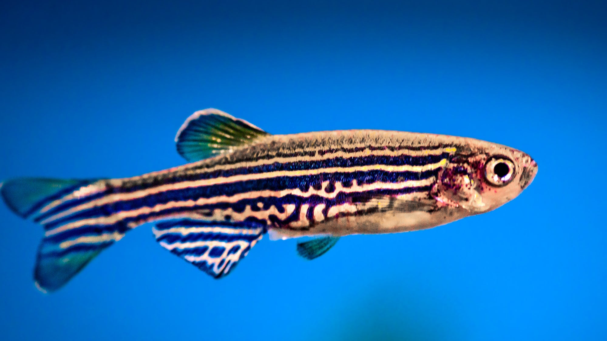 A Zebra fish floating in space on a blue background