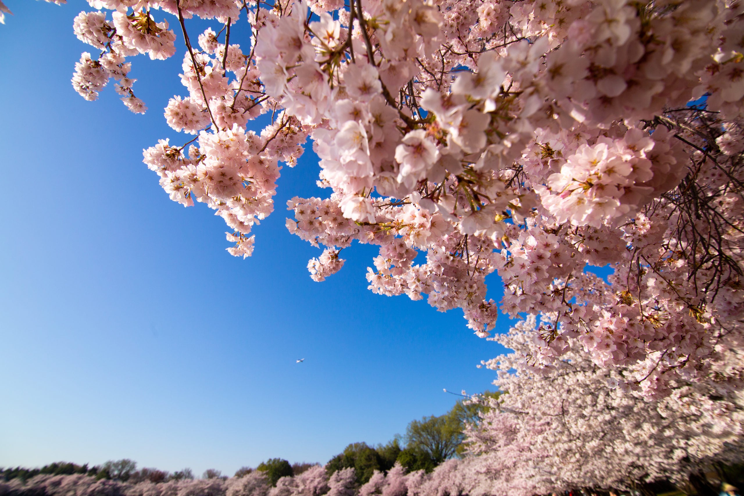 Pink cherry blossoms hang over the tidal basin with a blue sky behind them.