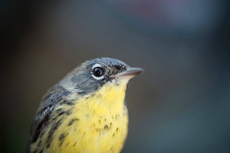 A Kirtland's warbler