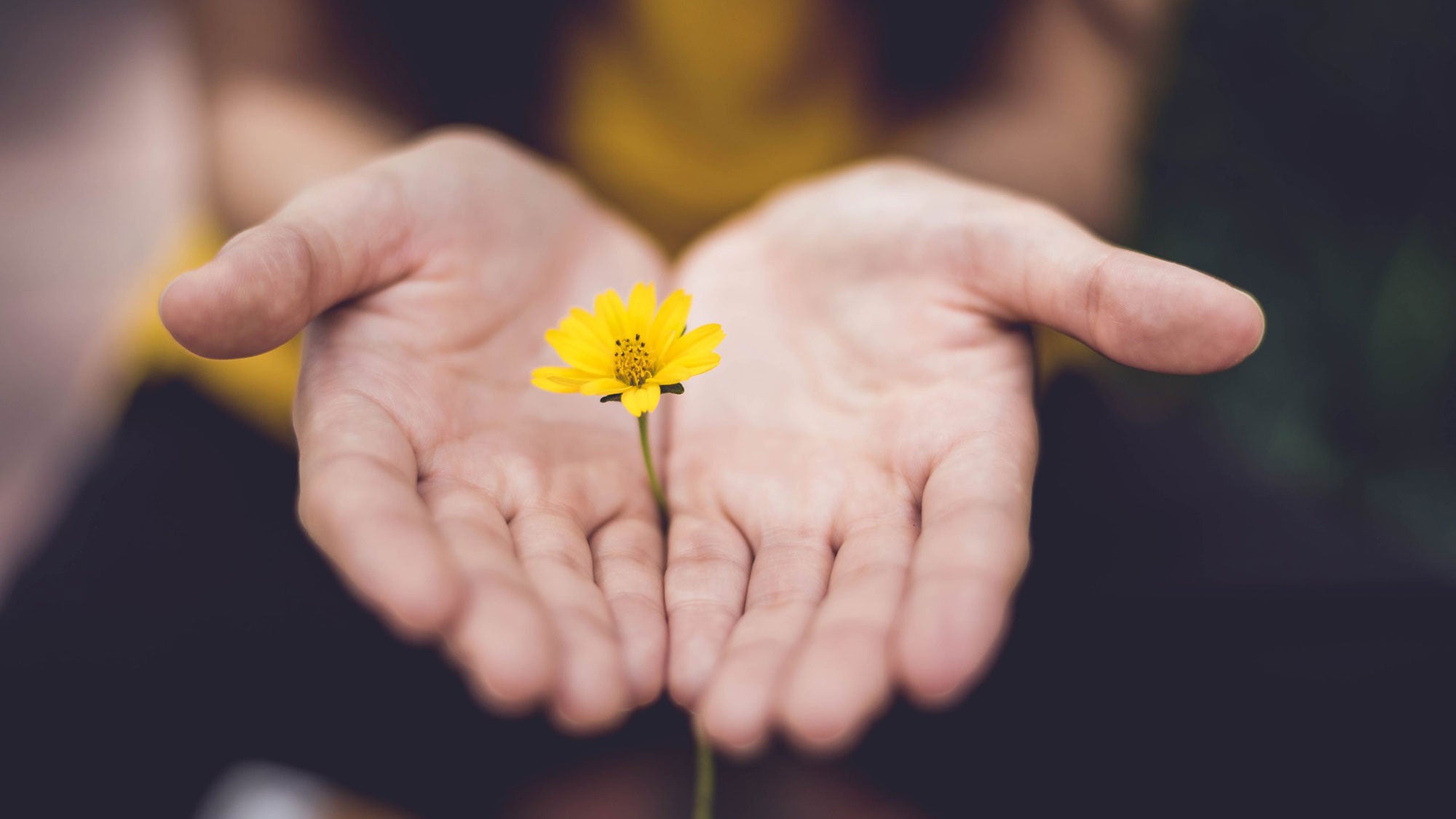 A pair of hands hold a single flower upright with both hands open.