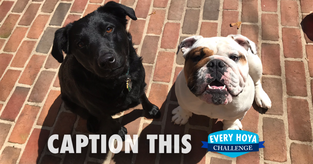 A photo of Jack the bulldog next to another dog with the text "caption this" and a shield that says "Every Hoya Challenge"