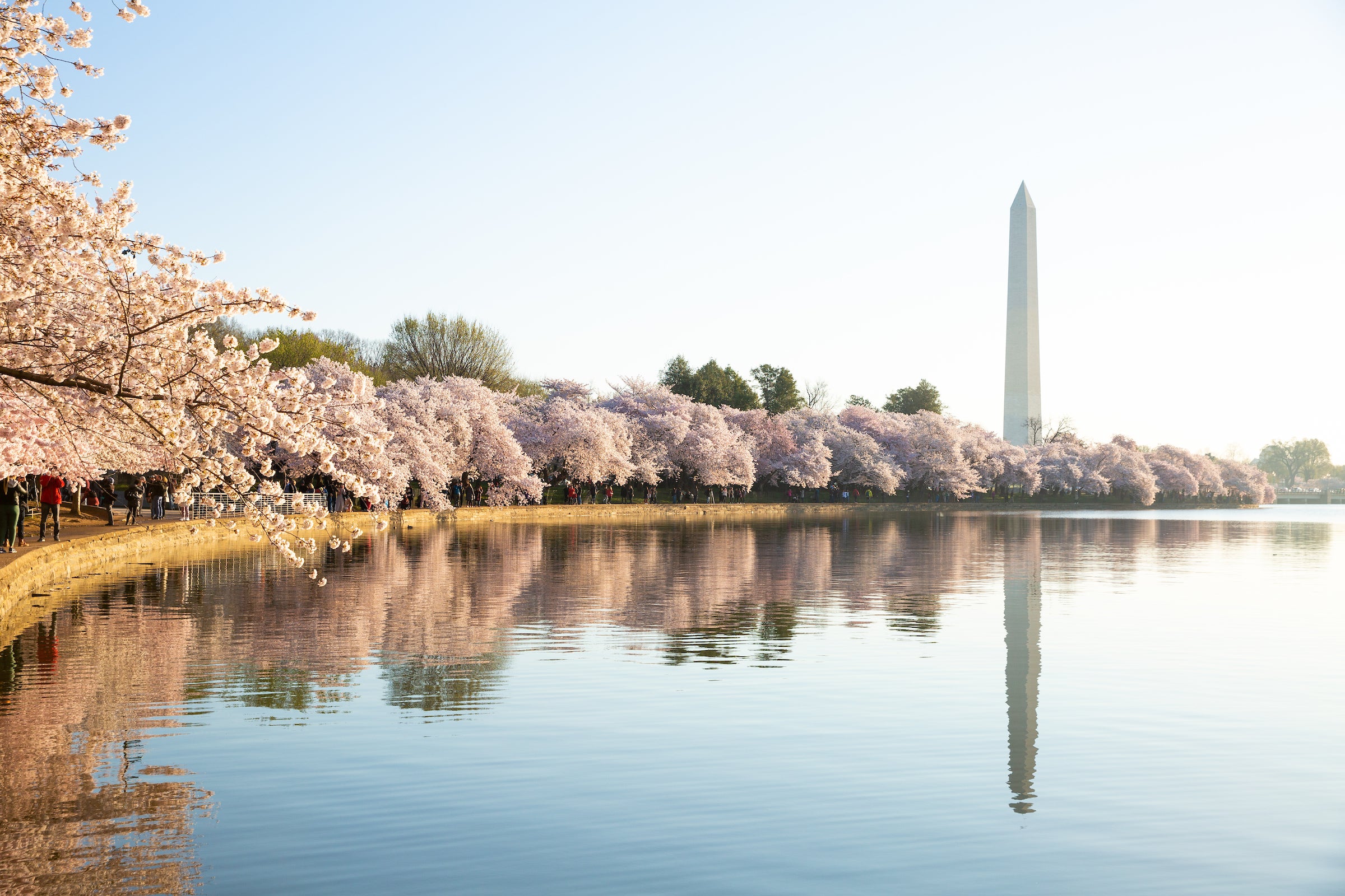 Cherry blossoms and Washington Monument line the water