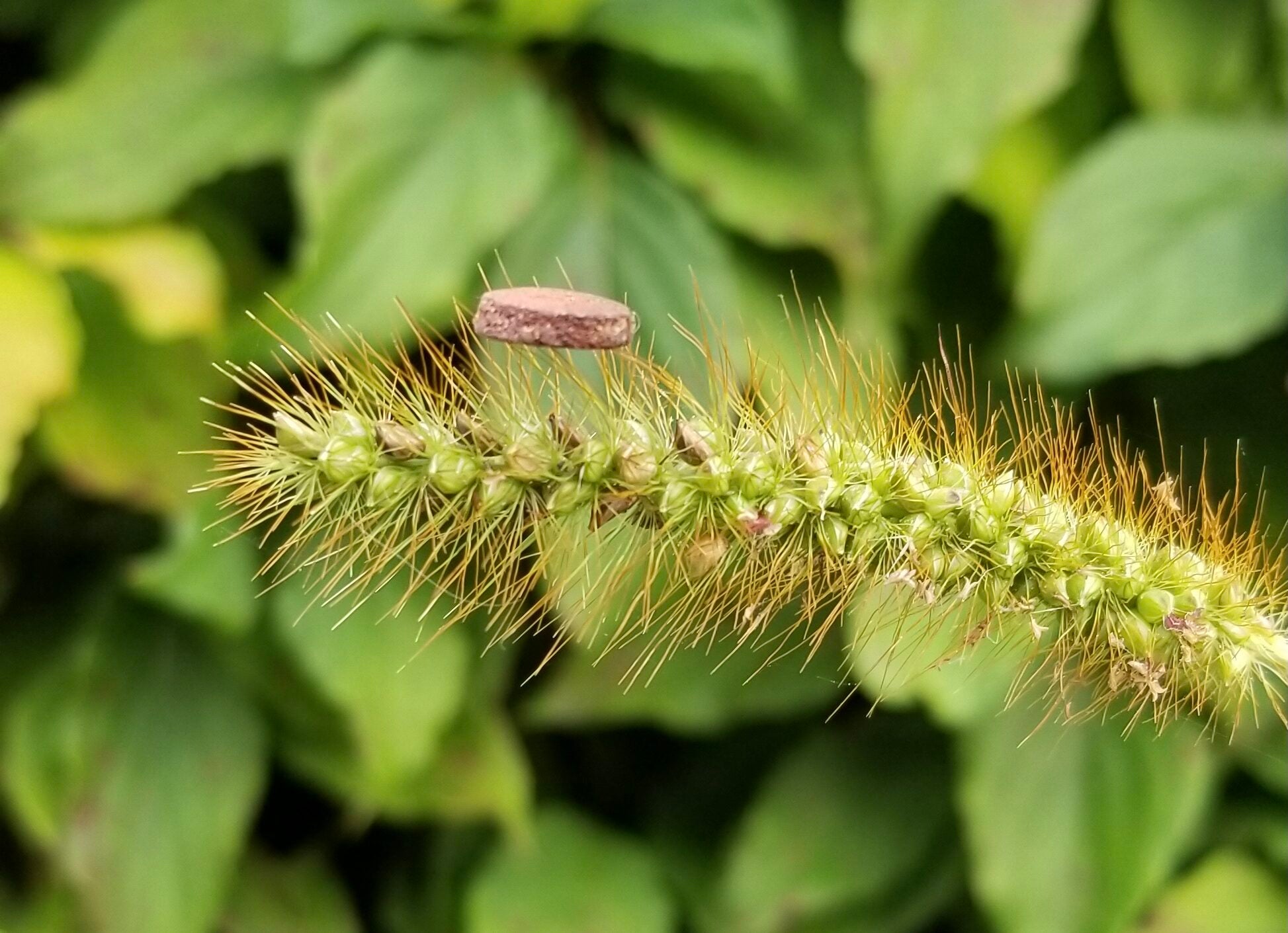 A copper-based foam filter sits on the bristles of a plant