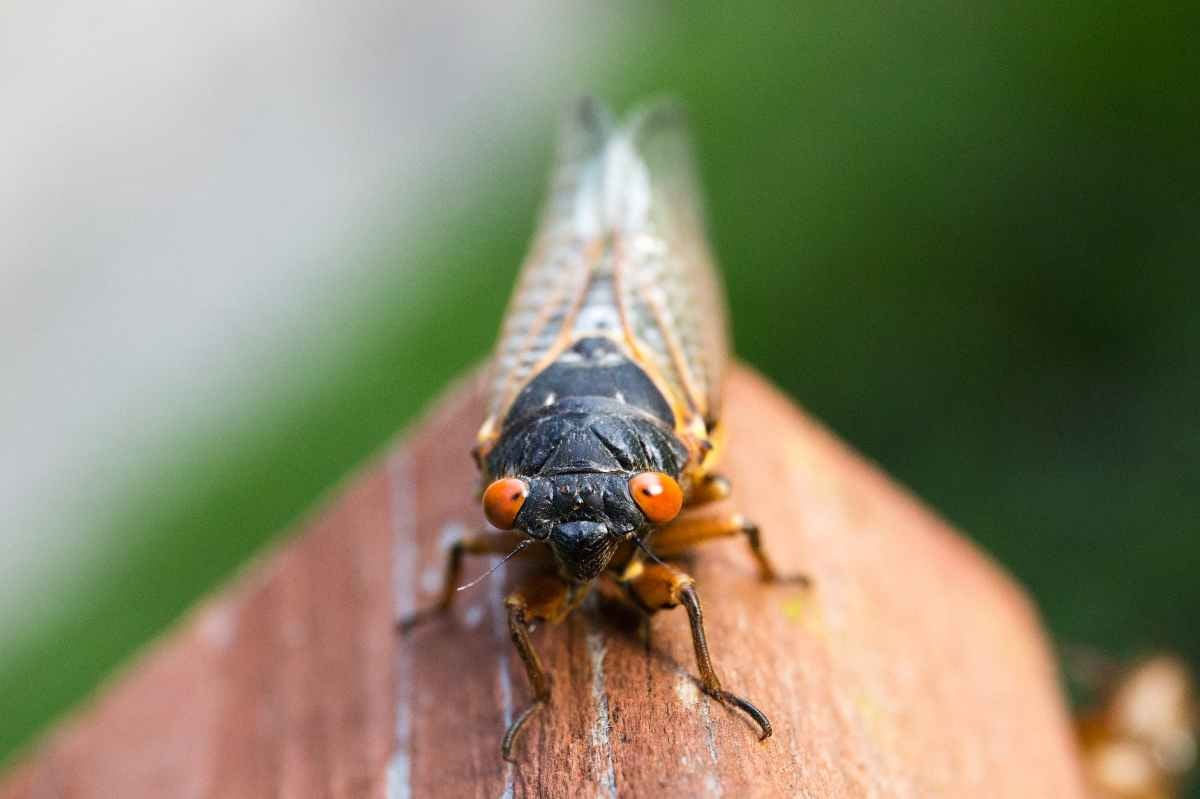 Cicada with orange eyes and closed wings