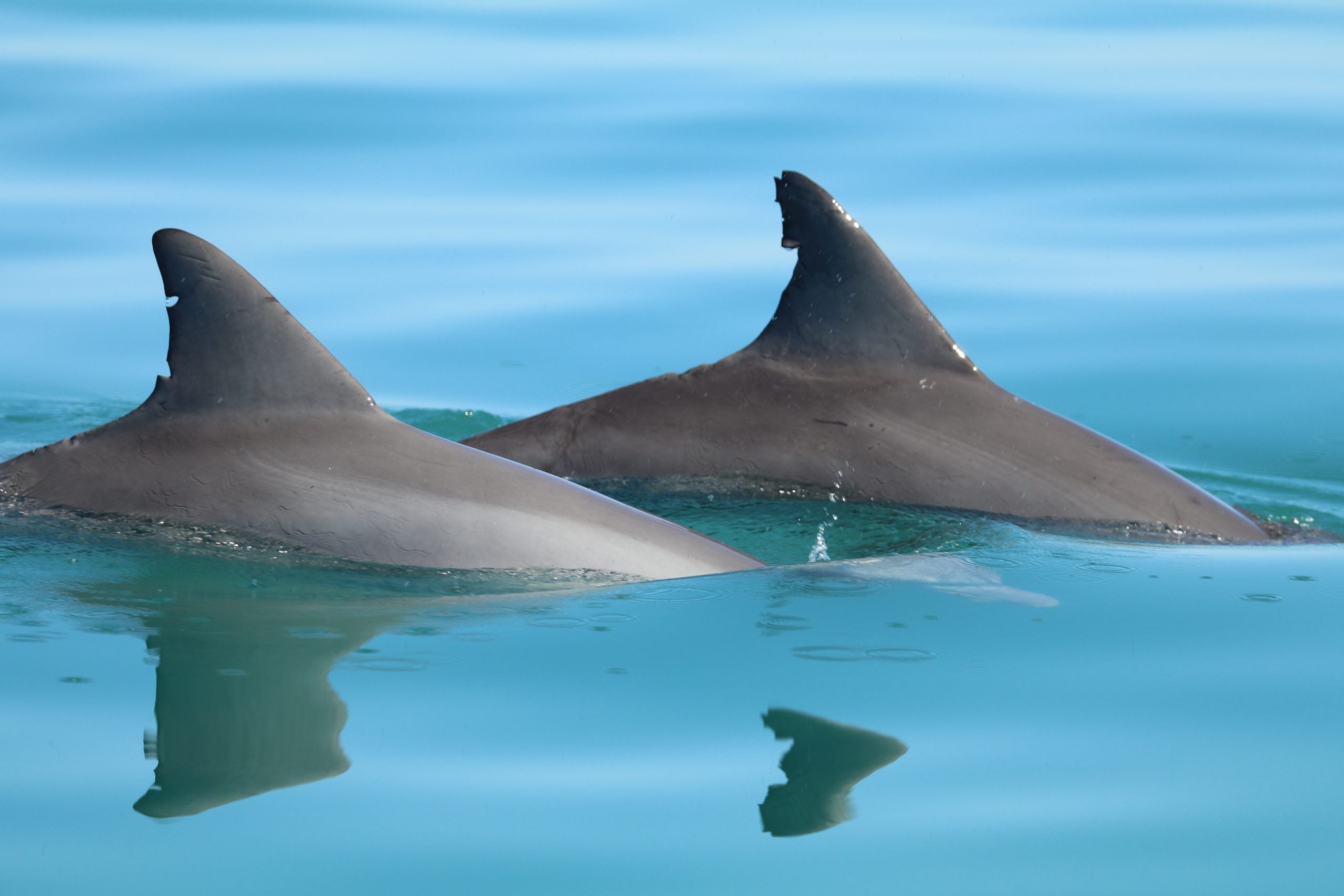 Two dolphin fins appear out of water