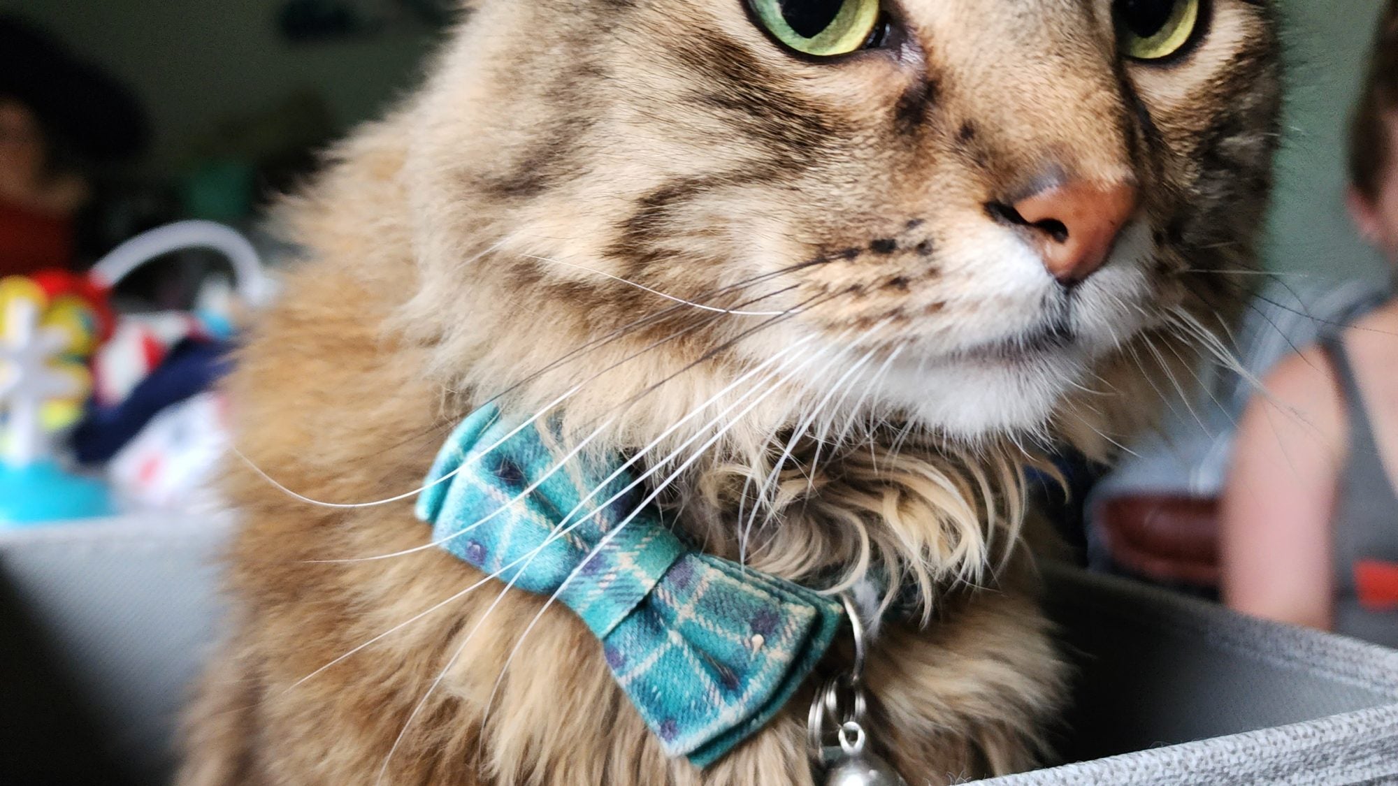 A tabby cat with a green plaid bowtie