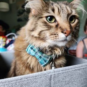 A tabby cat with a green plaid bowtie