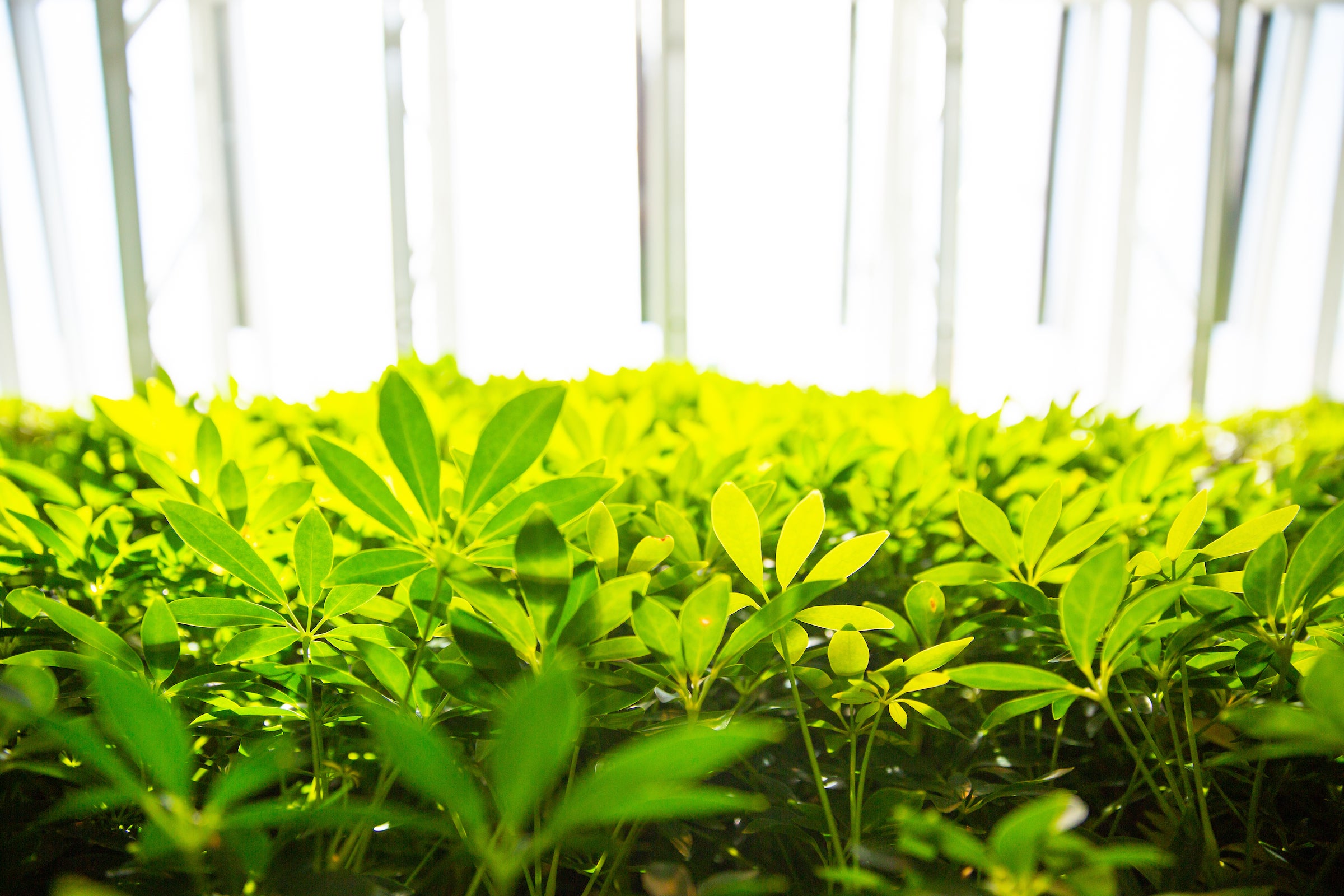 Green well growing up towards a window