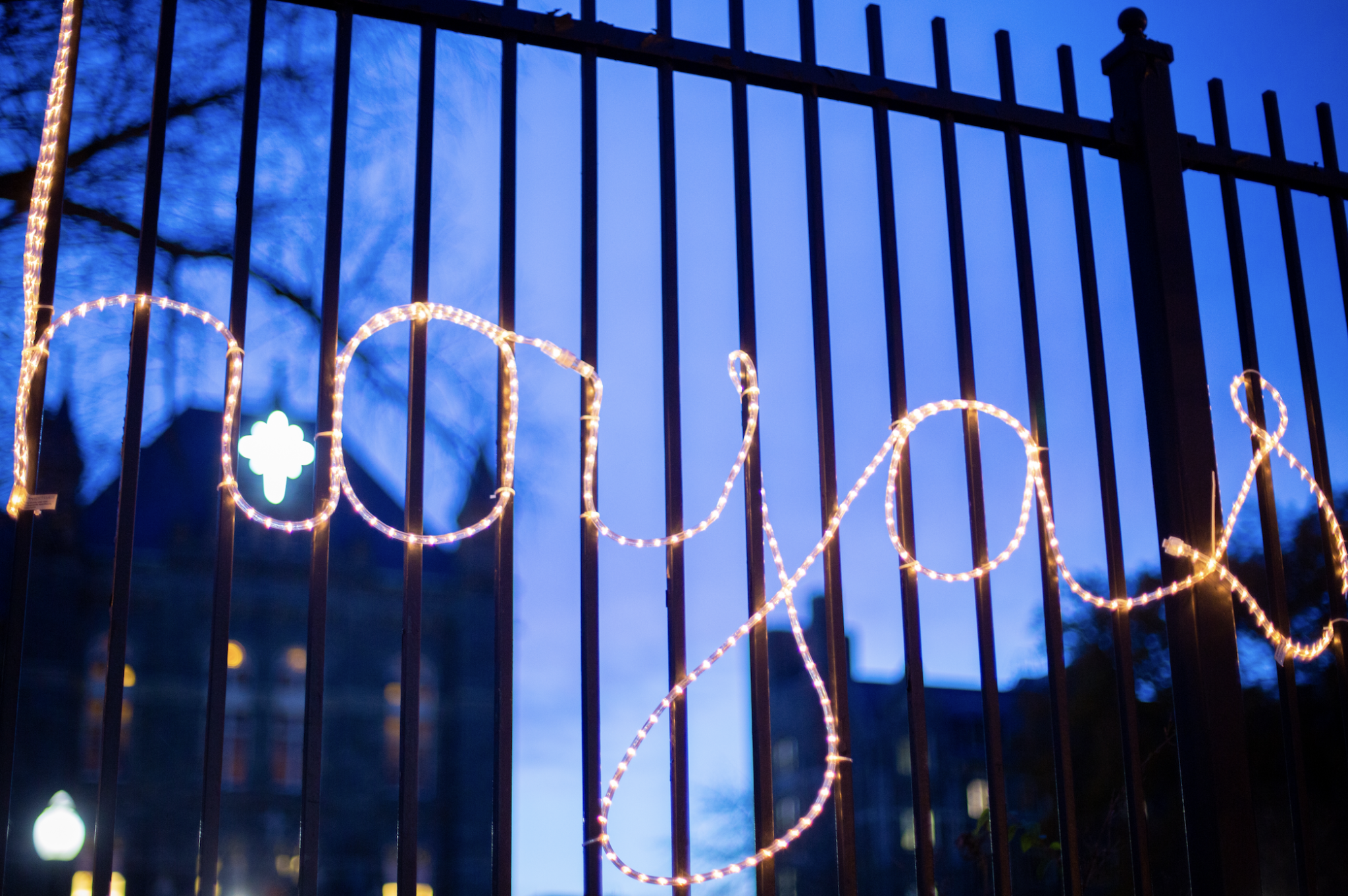 An image of "hoyas" in Christmas lights