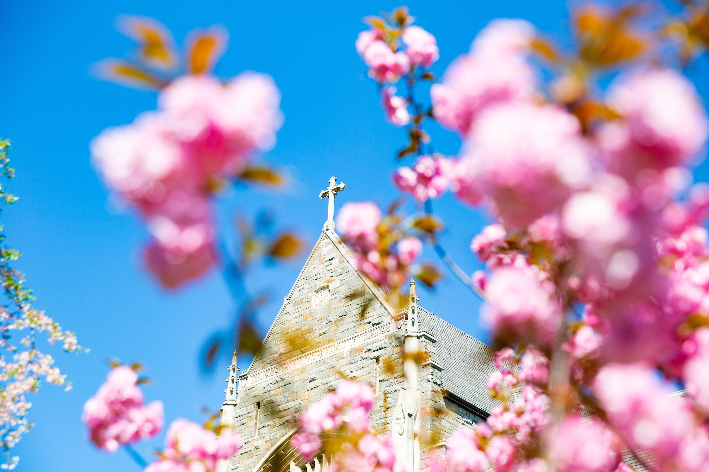 Building with a cross on the top behind pink flowers