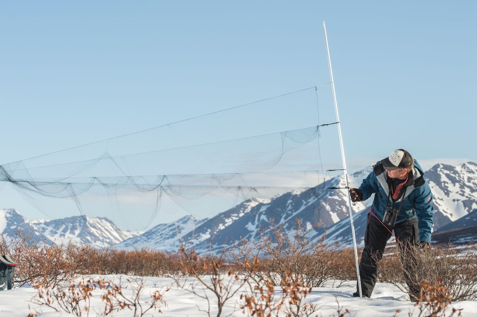 Pete Marra sets up bird nets in front of mountains