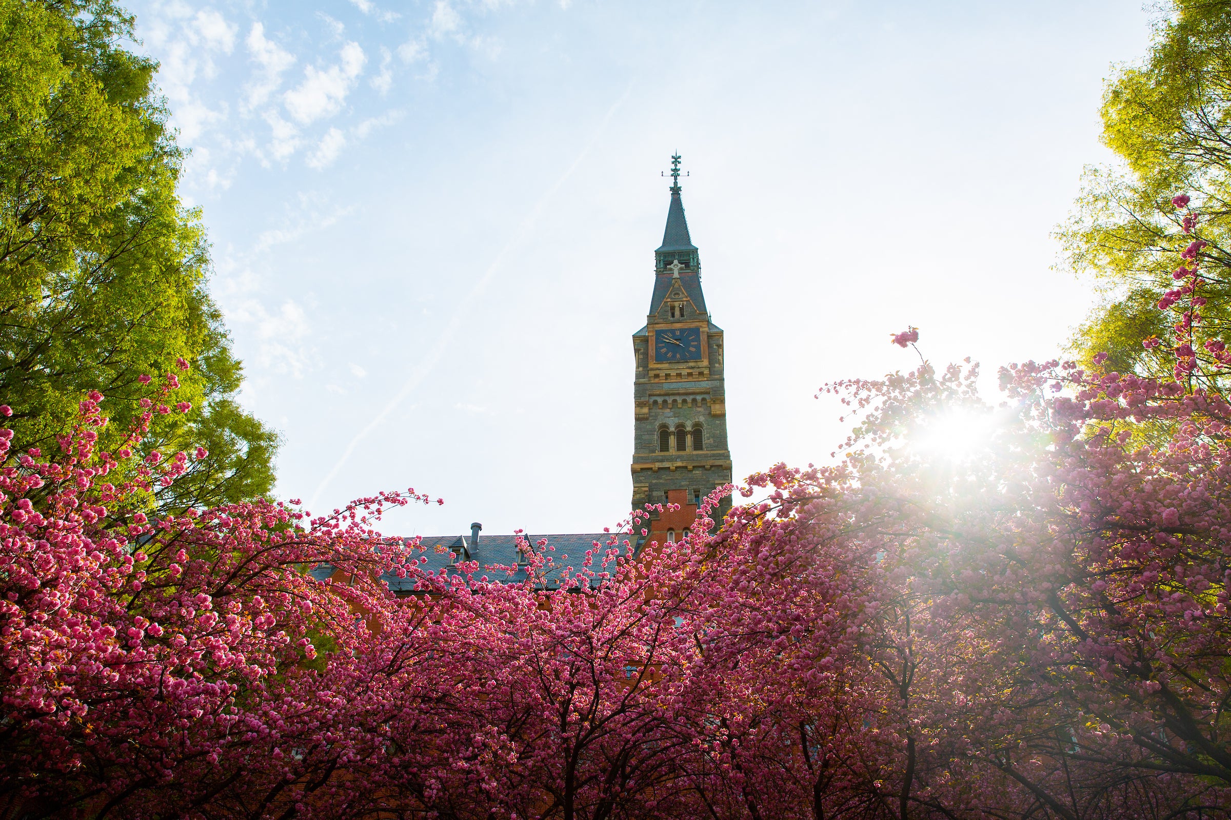 Sun shines behind trees blooming with flowers in front of a tall clock tower