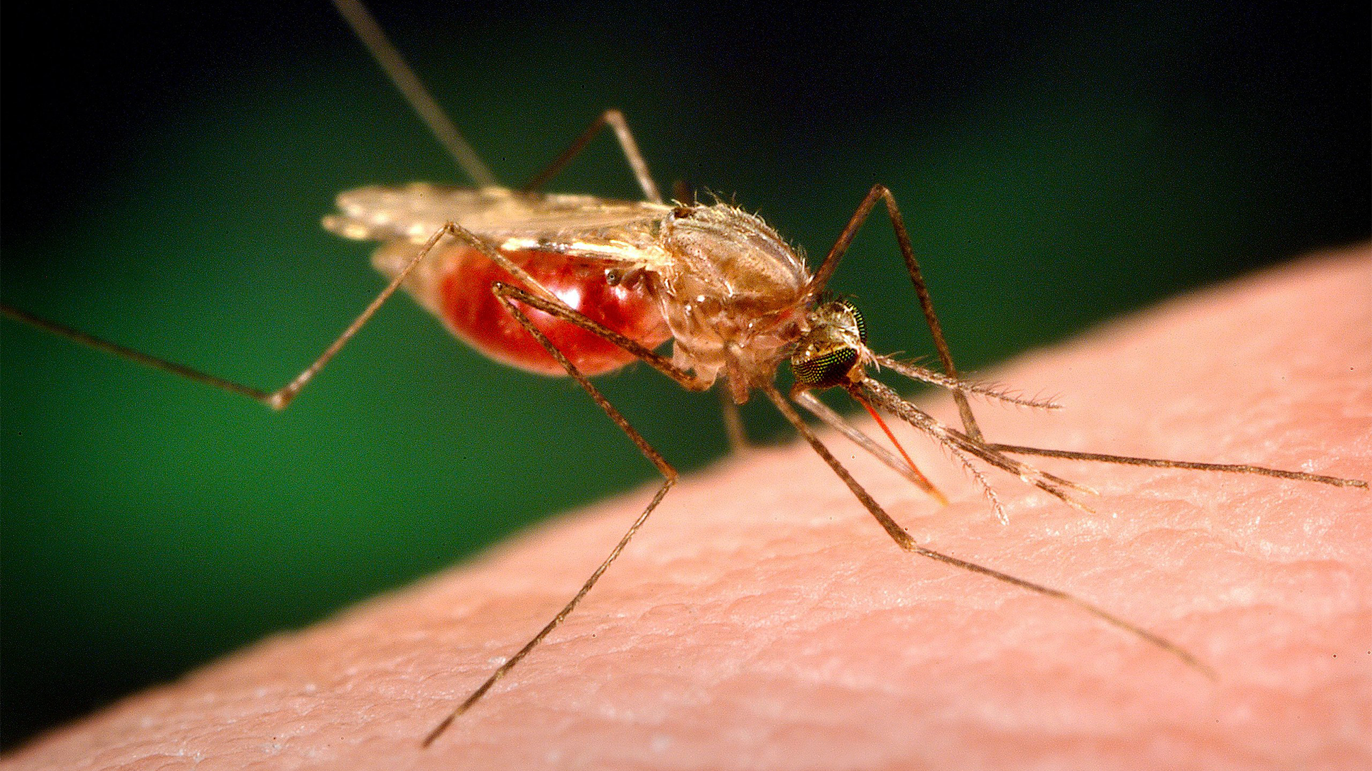 Anopheles funestus, one of the common mosquito species that transmit malaria in Africa.