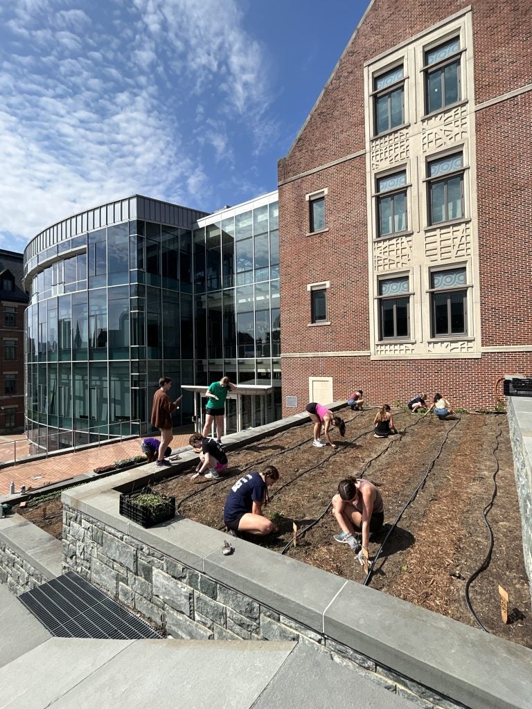 Individuals tending garden on terrace at Georgetown.