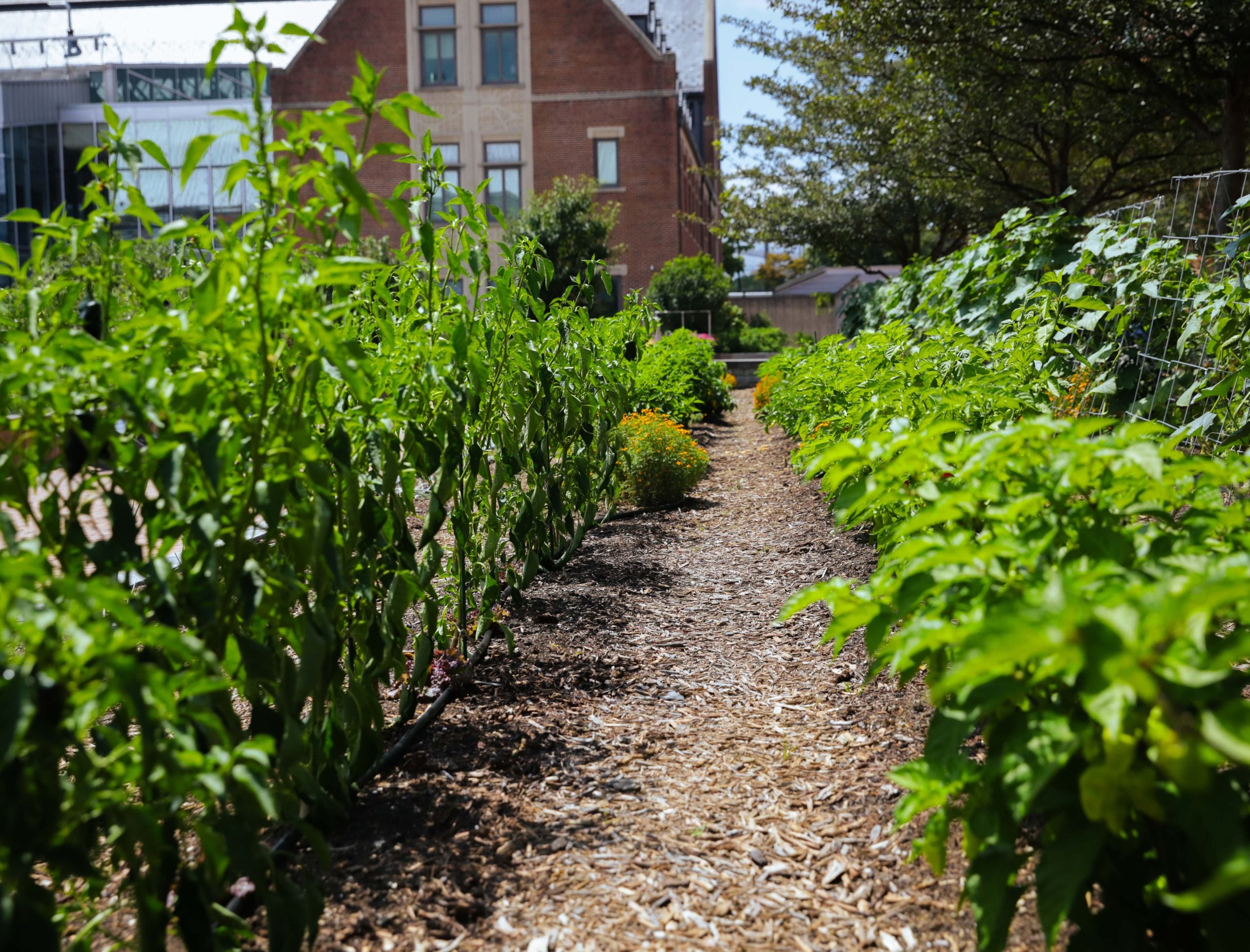 Rows of greens sprout from a garden