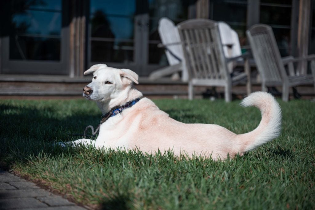 A dog sunbathes in the grassy mountains of Virginia