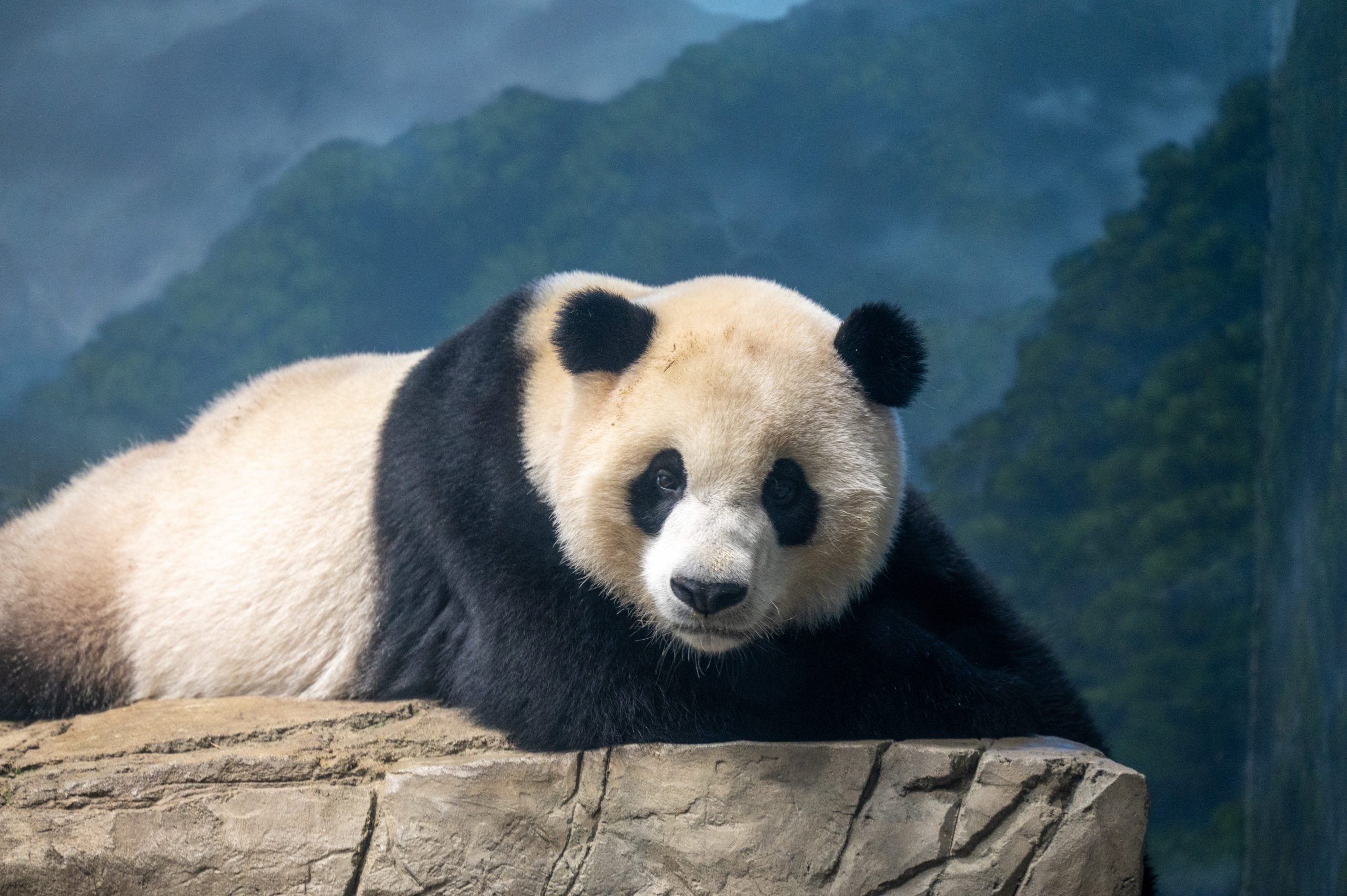Bamboo Panda Soft Toy - Teddy Daddy - Premium Toys