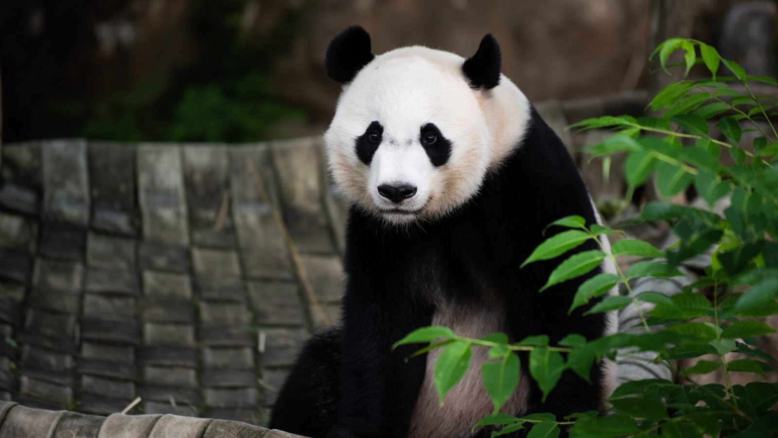 A black-and-white giant panda stares sits by a bamboo plant at the National Zoo in DC.