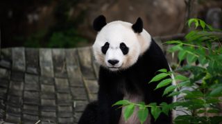 A black-and-white giant panda stares sits by a bamboo plant at the National Zoo in DC.