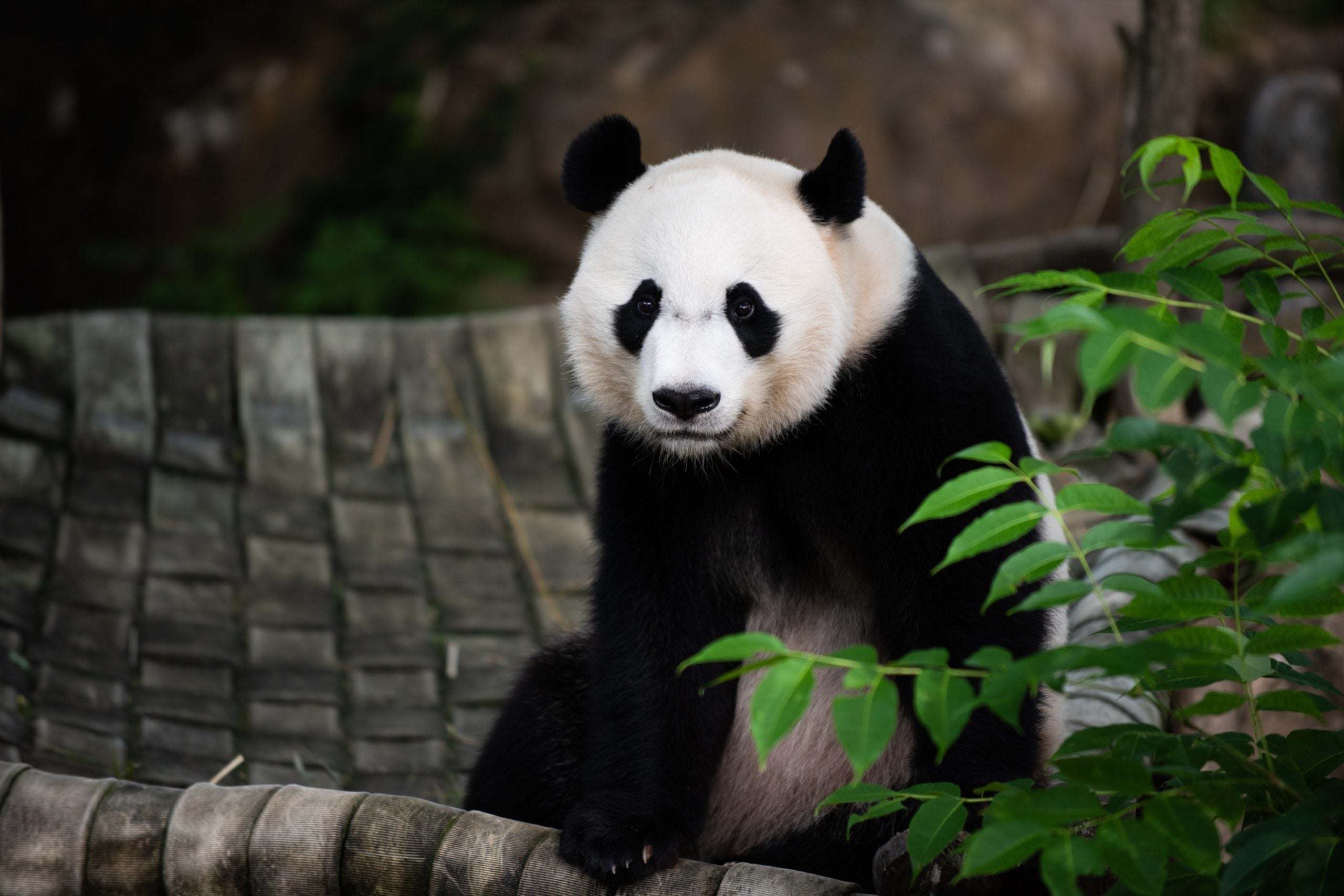 A black-and-white giant panda stares sits by a bamboo plant at the National Zoo in DC.