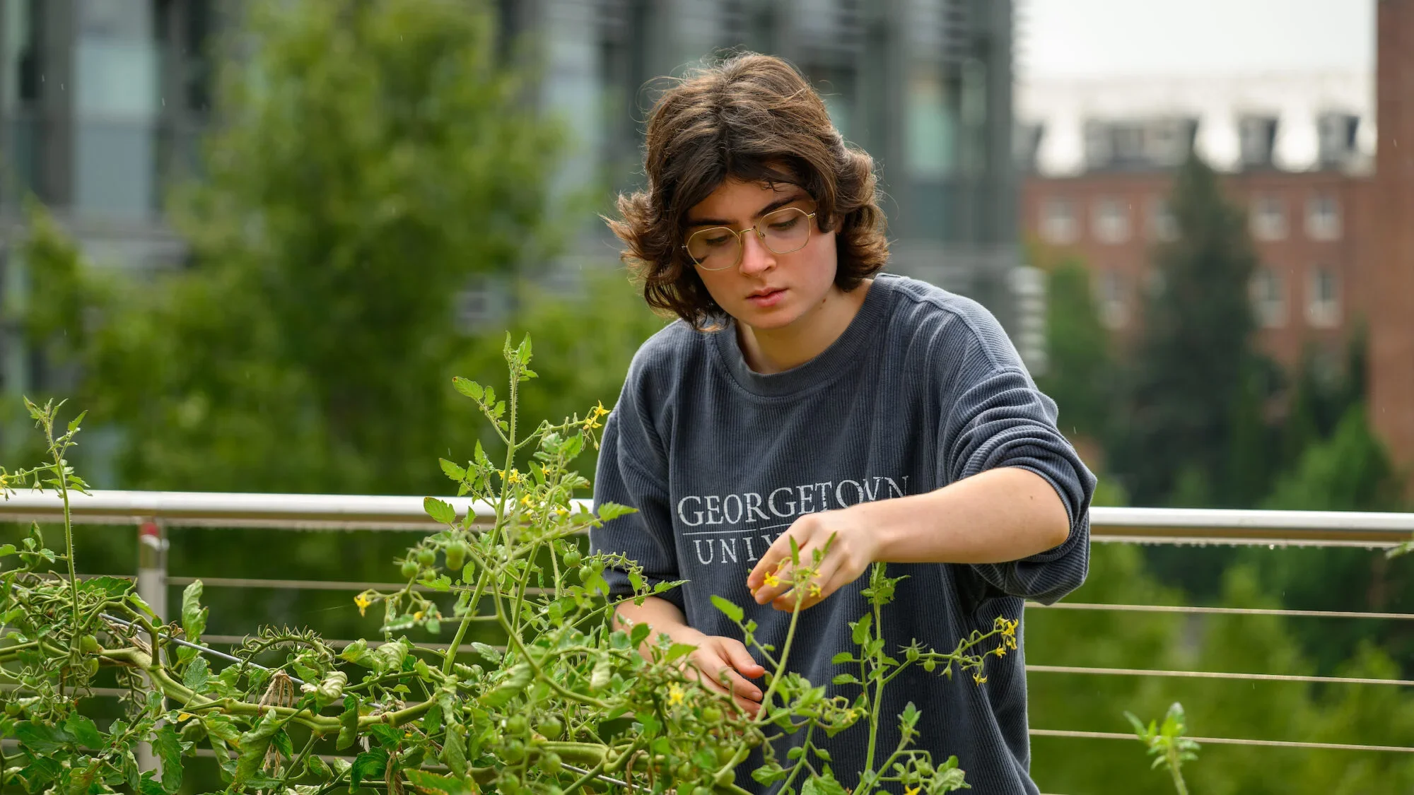 A student wearing a gray T-shirt plants in a garden on Georgetown's campus.