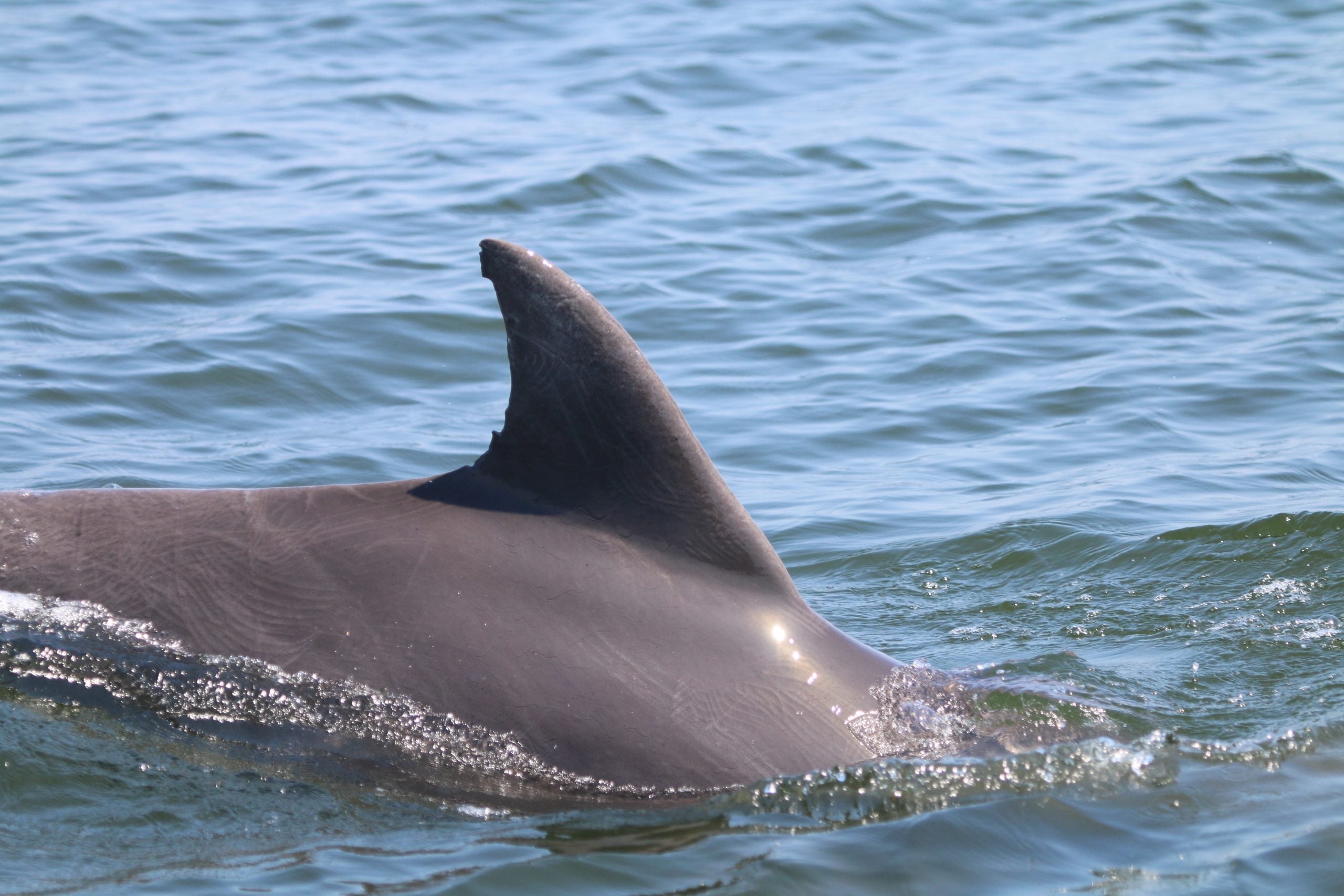 A dolphin's dorsal fin