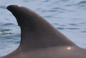A dolphin's dorsal fin
