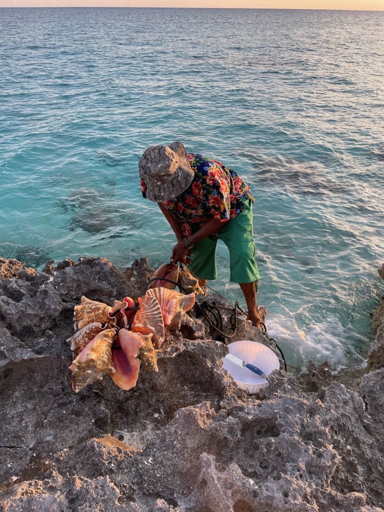 A local on Cat Island places a conk shell on a rocky shore.