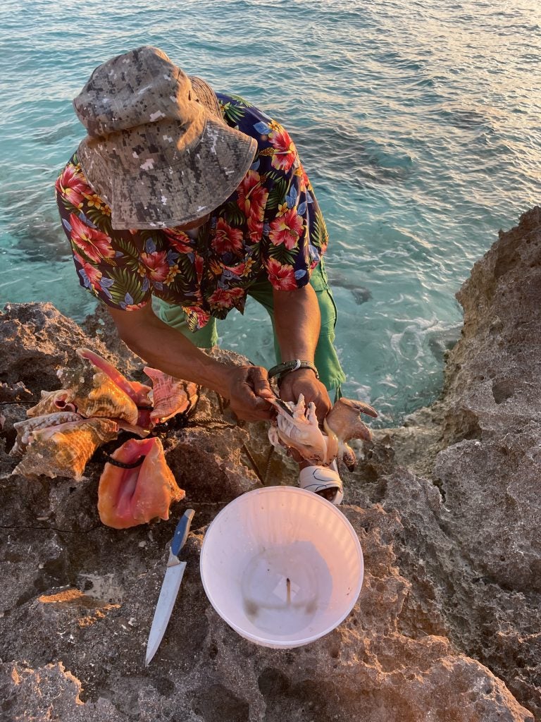 A Cat Island local cuts out conch from its shell.