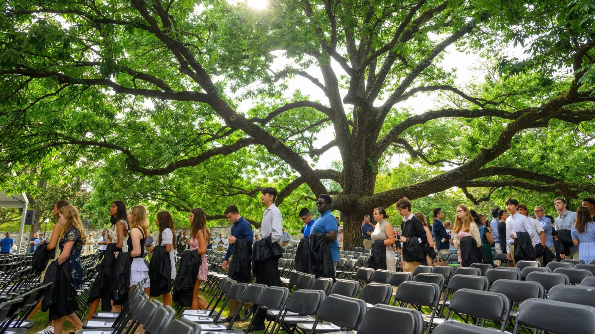 A line of students process in front of a large tree and chairs.