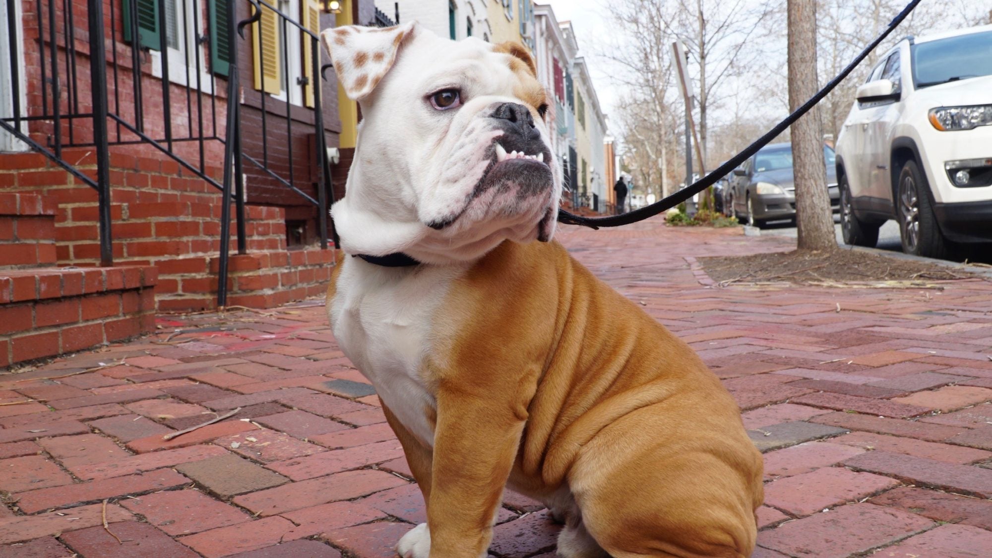 Jack the Bulldog on a leash on a sidewalk in Georgetown neighborhood