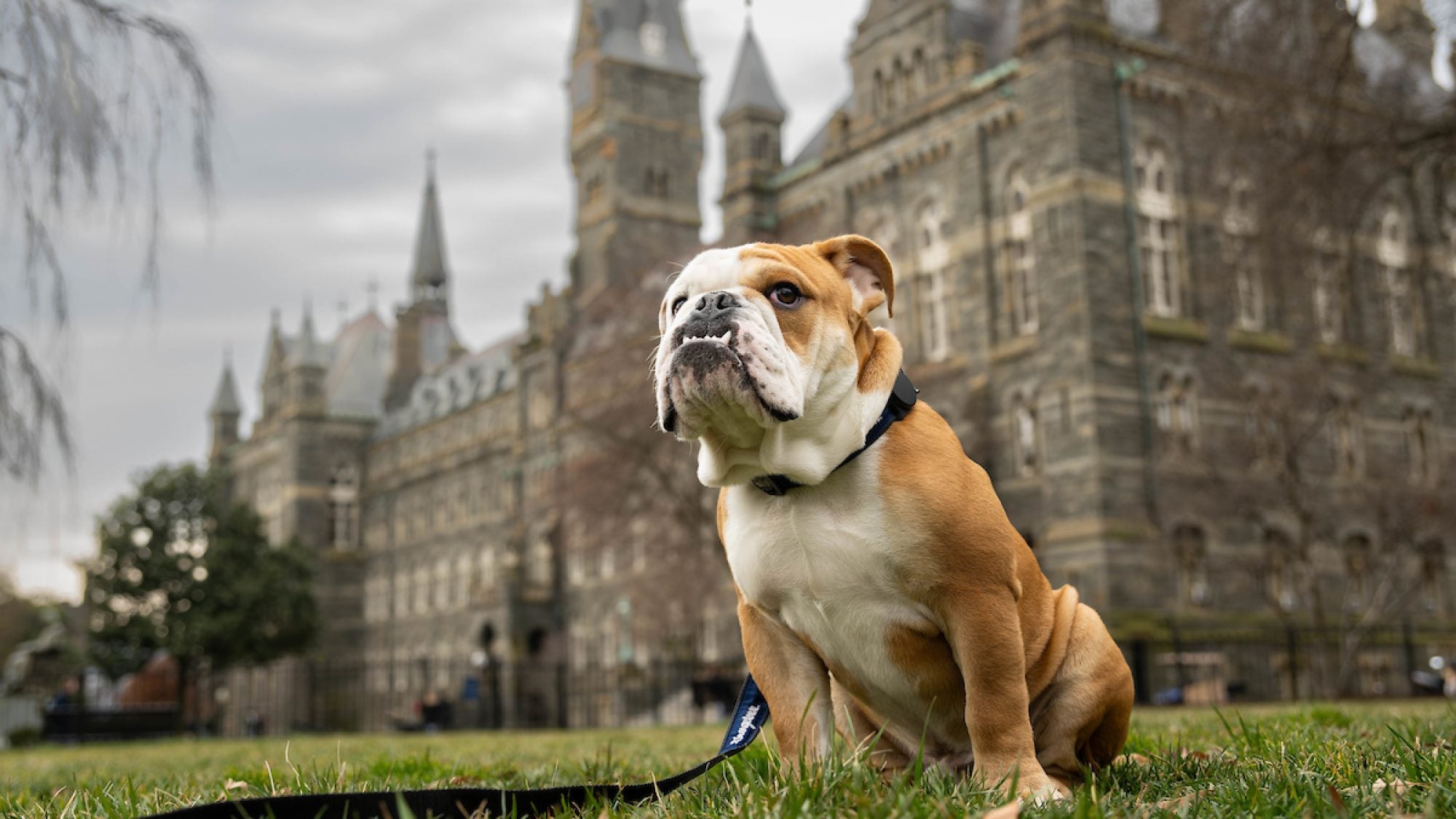 Jack the Bulldog sitting in front of Healy Hall