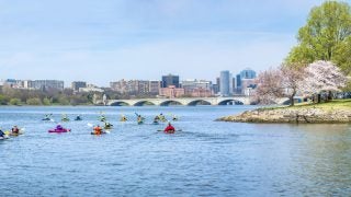 Kayakers swim upstream on the Potomac River with cherry blossoms on land