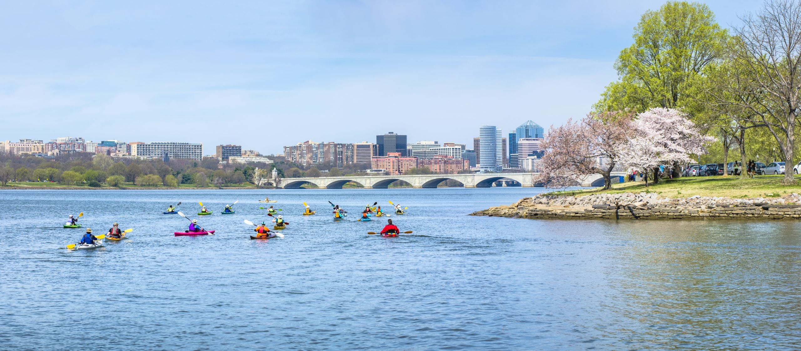 Kayakers swim upstream on the Potomac River with cherry blossoms on land