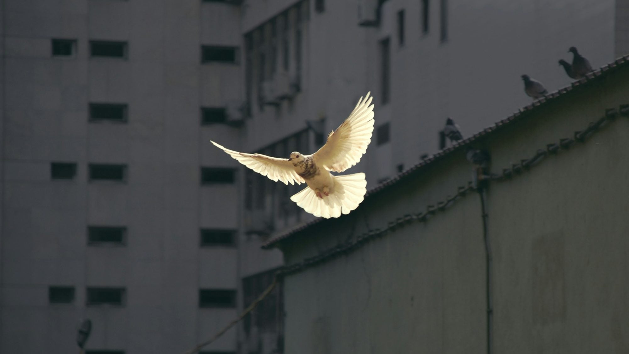 dove flying against background of tall buildings